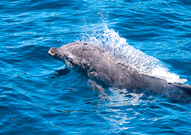 dophin_img01