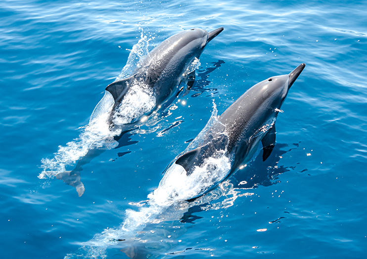 dophin_img02