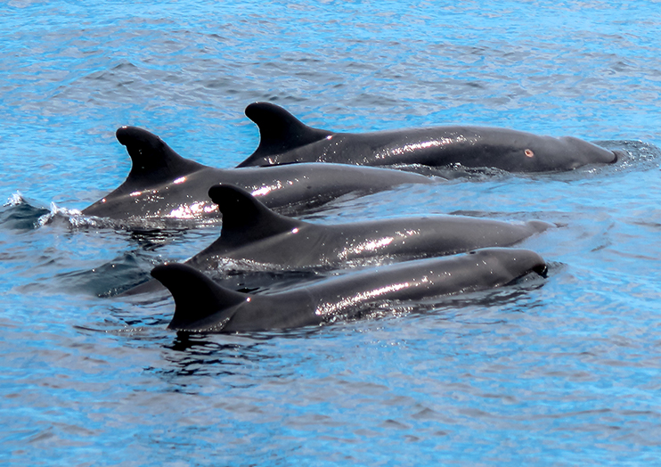 dophin_img04