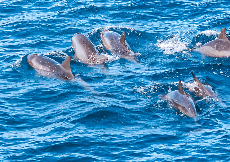 dophin_img05